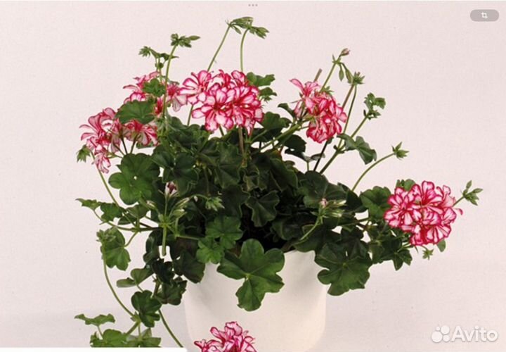 Герань пеларгония плющелистная, глоксиния
