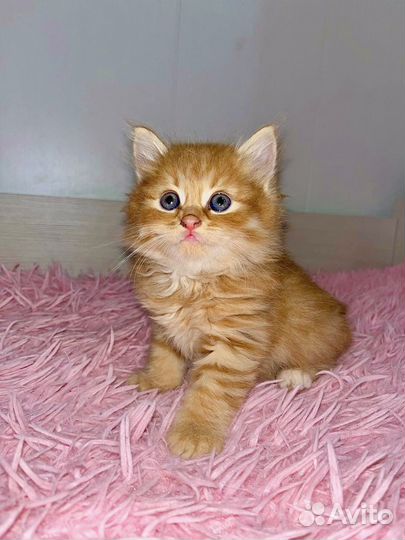 Шотландская вислоухая кошка