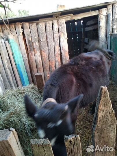 Телочки.пять месяцев