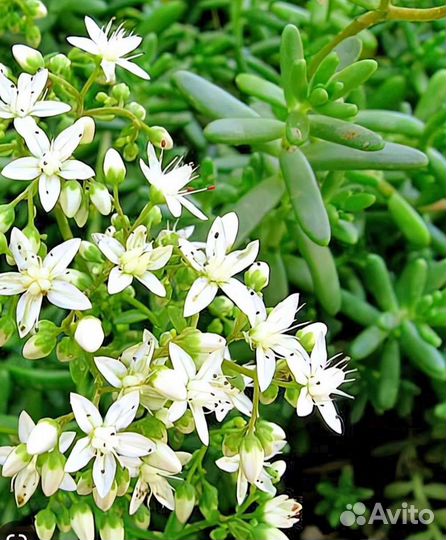 Почвопокровные суккуленты.Очиток скальный и белый