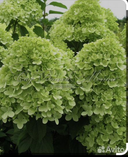 Гортензия метельчатая
