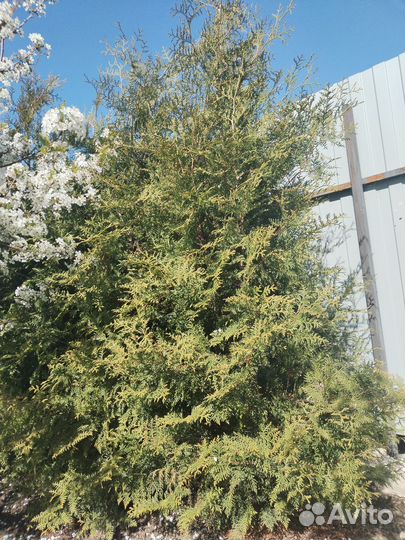 Пион Марьин корень, хвойники разные, взрослые туи