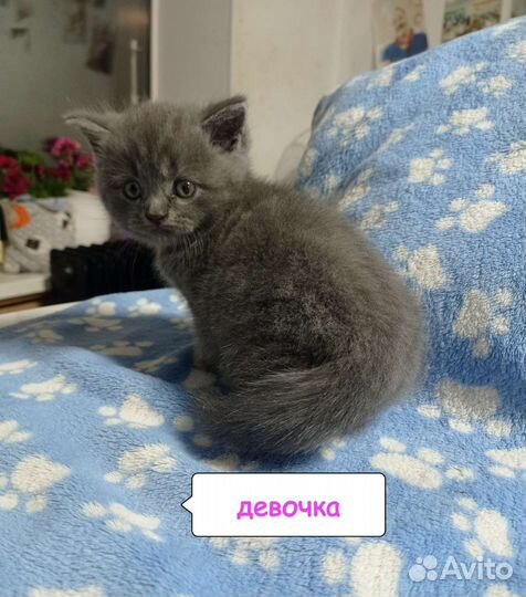 Шотландские котята
