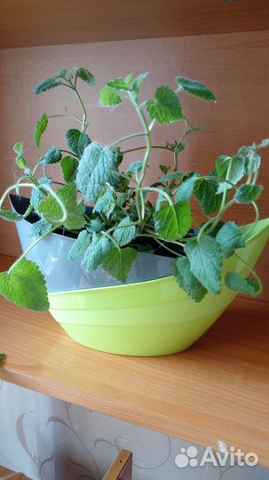 Мелисса (лимонная мята)