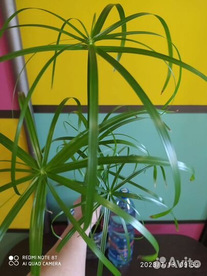 Циперус или пальма болотная