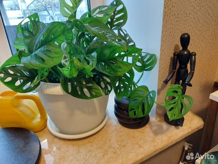 Монстера манки