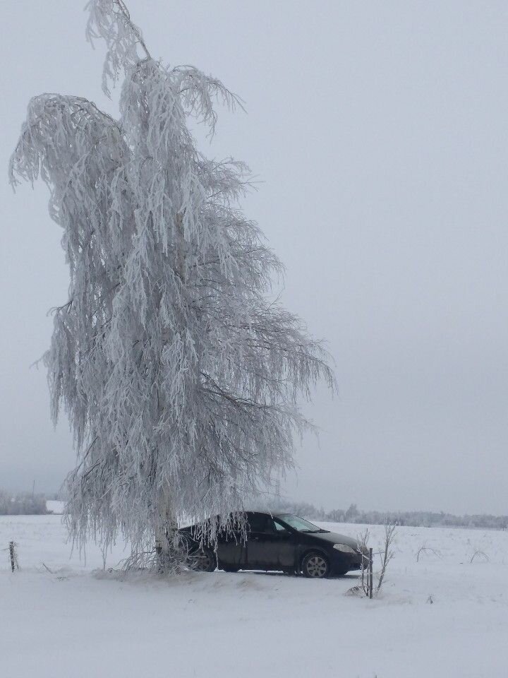 Nissan Primera: фото владельца