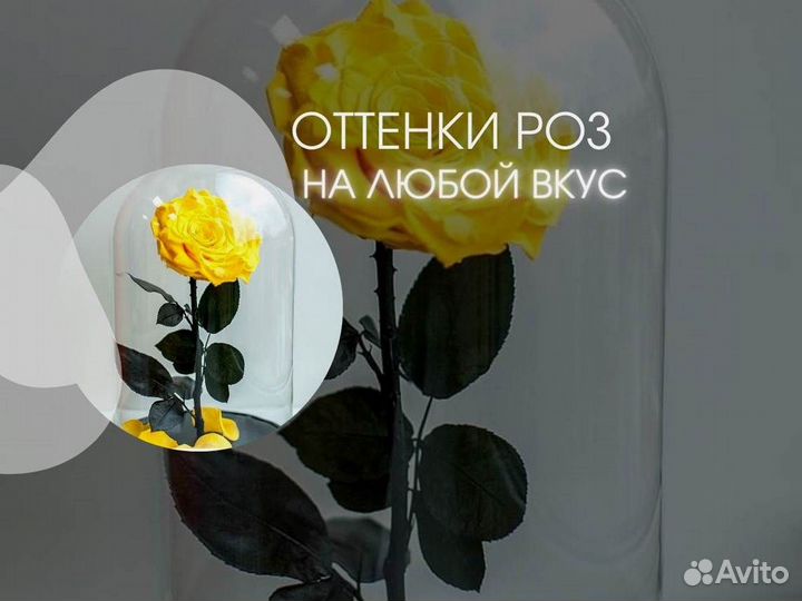 Роза в колбе. Стоит до 8 лет