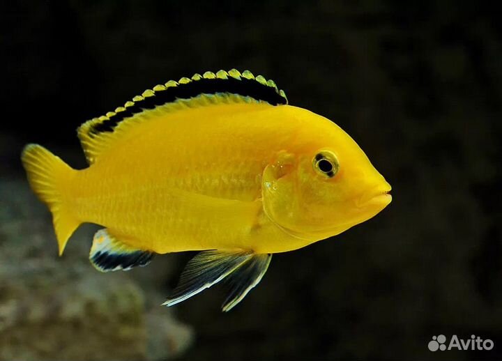 Малавийские цихлиды