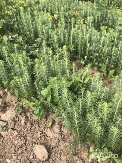 Сеянцы ели, сосны окс, зкс