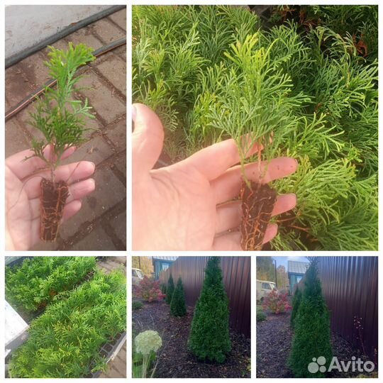 Туя Смарагд