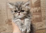 Продаю персидских котят
