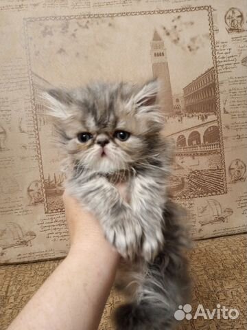 Продаю персидских котят объявление продам