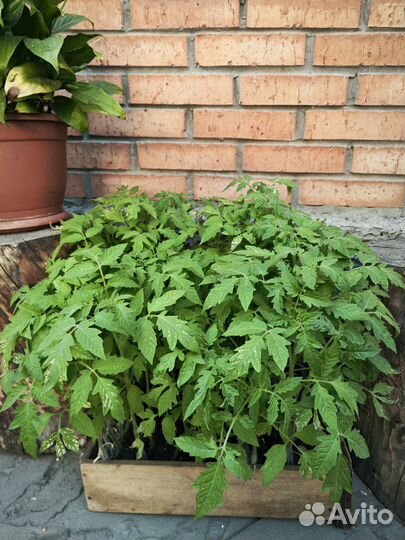 Рассада томатов, домашние семена розовых помидор