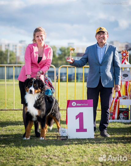 Хендлер. Подготовка собак к выставкам. Хендлинг