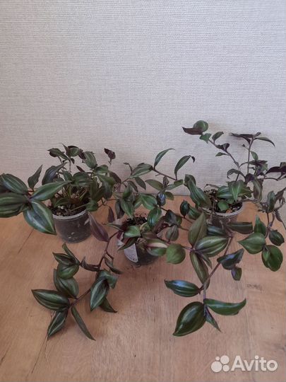 Традесканции сортовые