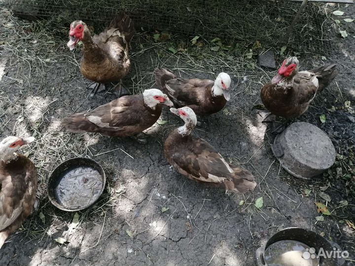 Мускусные утки