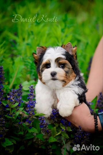 Щенки Бивера