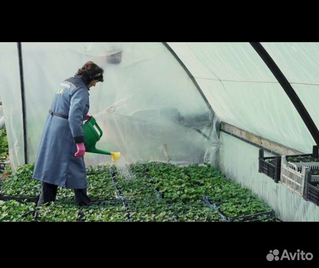 Требуется разнорабочая в теплицу