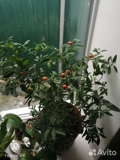 Соланум паслен комнатное растение