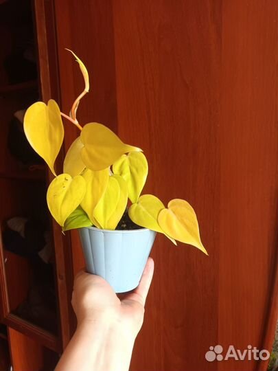 Комнатные растения