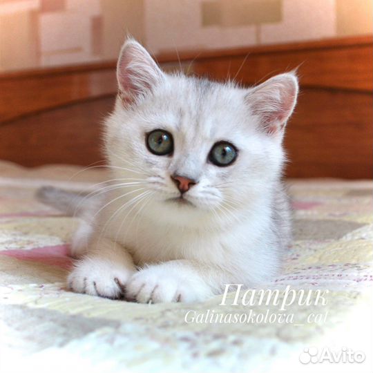 Патрик (мальчик британская серебристая шиншилла)