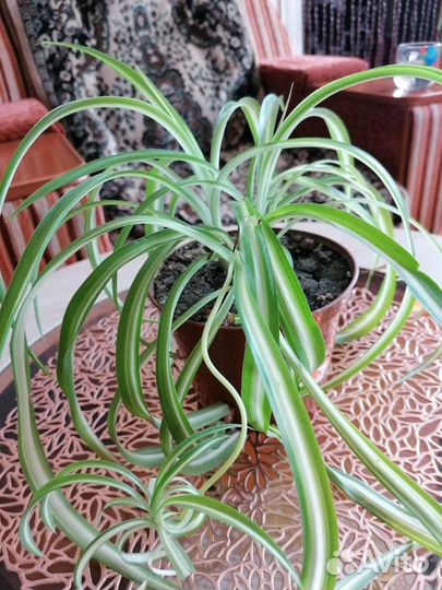 Хлорофитум