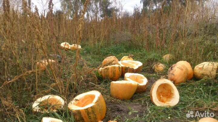 Тыква кормовая кабачки на корм