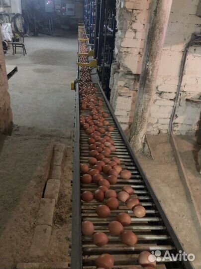 Яйцо куриное оптом С1,С2,С0,св