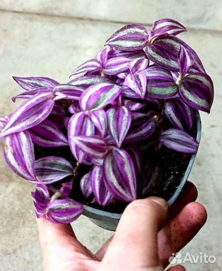 Традесканции сортовые