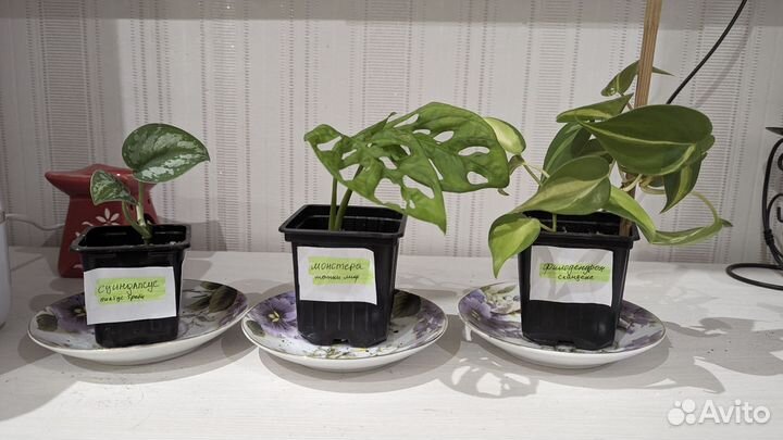 Комнатные растения