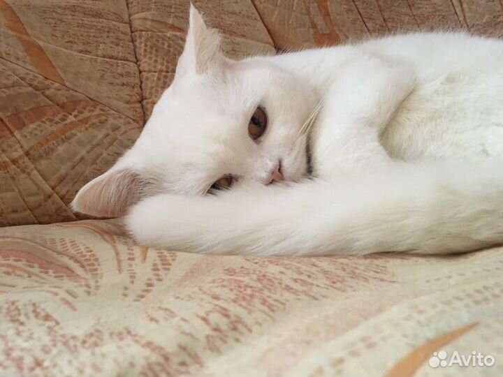 Вязка ищем кошку