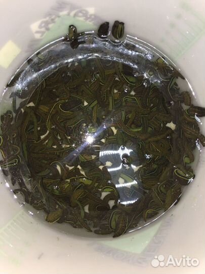 Пиявки медицинские и косметические с биофабрики