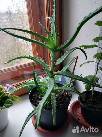 Алоэ большое