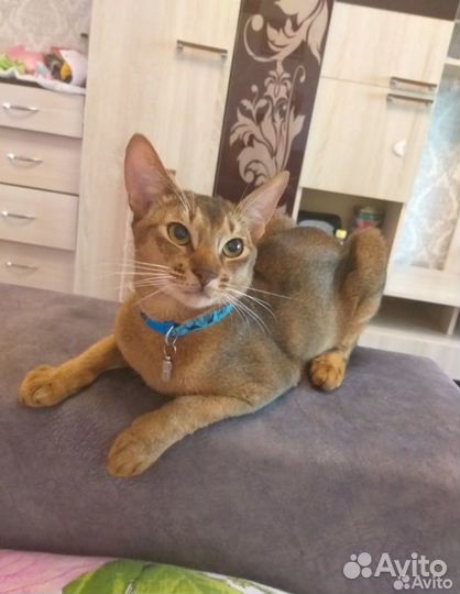 Абиссинские котята