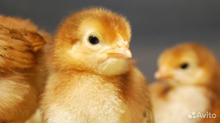 Суточные цыплята Redbro