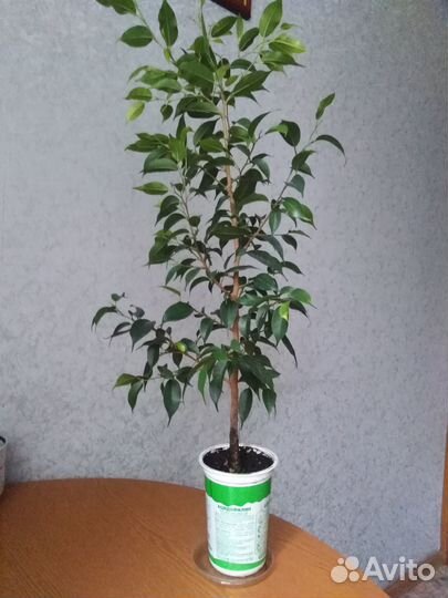Фикус бенджамина
