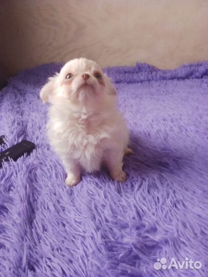 Чихуахуа мини