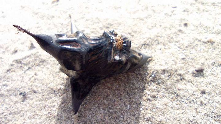 Рогульник водяной орех для рукоделия
