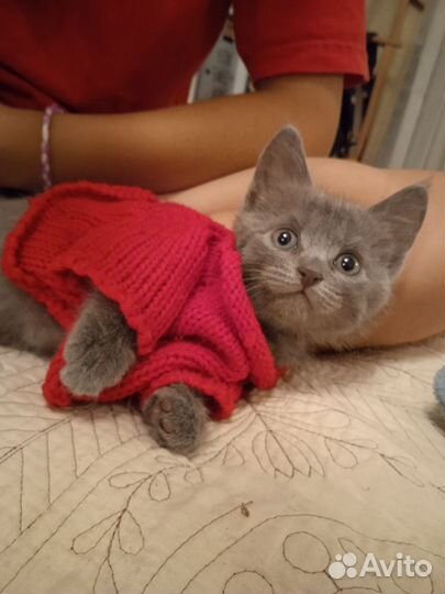 Кошечка в добрые руки