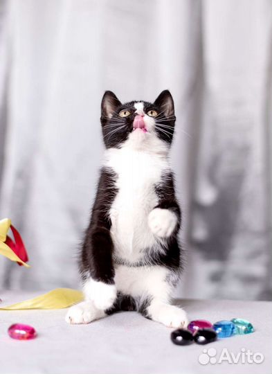Маркиз 2,5 месяца котенок ищет дом
