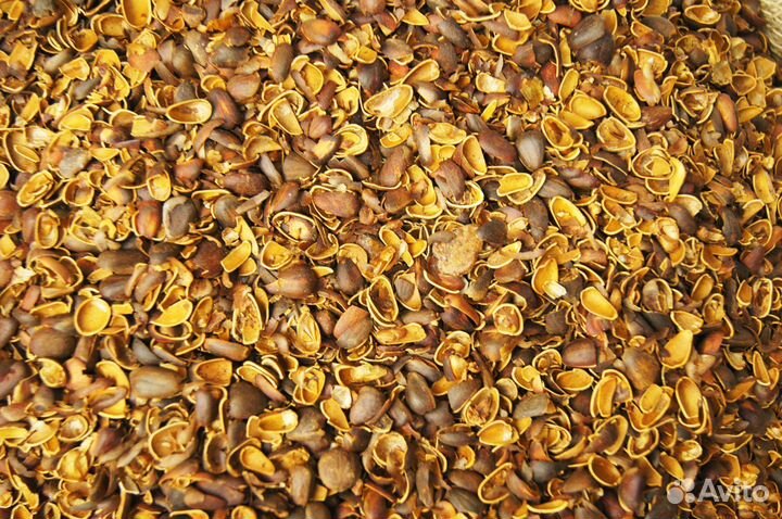 Скорлупа кедрового ореха от производителя