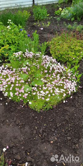 Многолетники