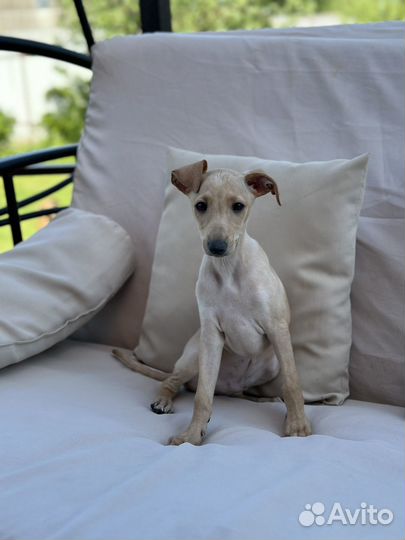 Левретка мальчик 2 мес