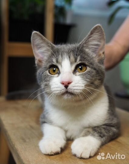 Ванилька в поисках лучшей мамы