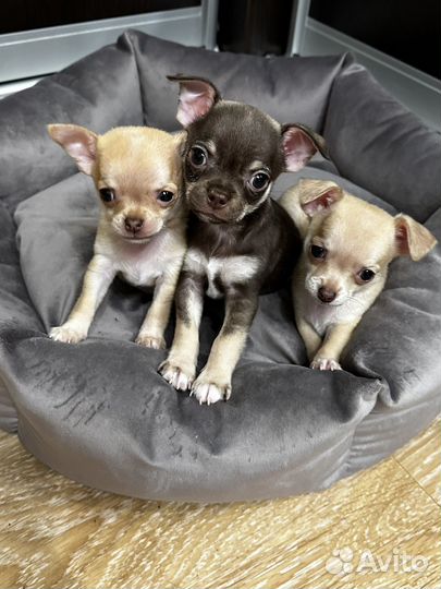Щенки чихуахуа