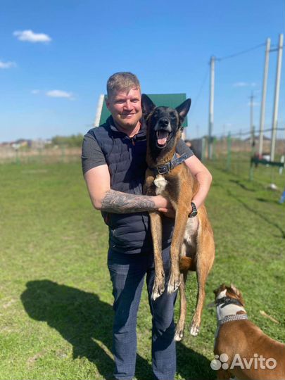 Дрессировка собак, вязка, кинолог-зоопсихолог