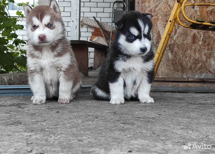 Шенки Сибирской Хаски