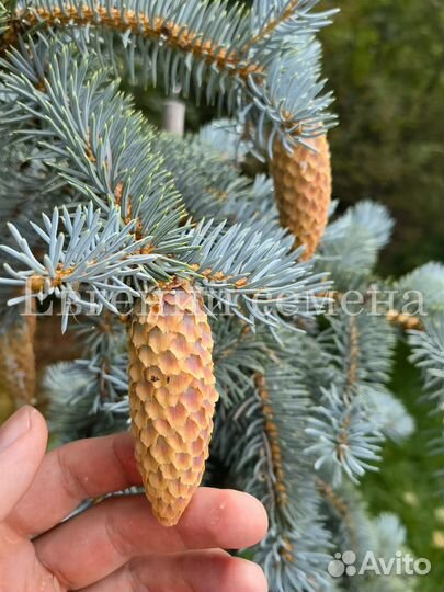 Семена голубой ели