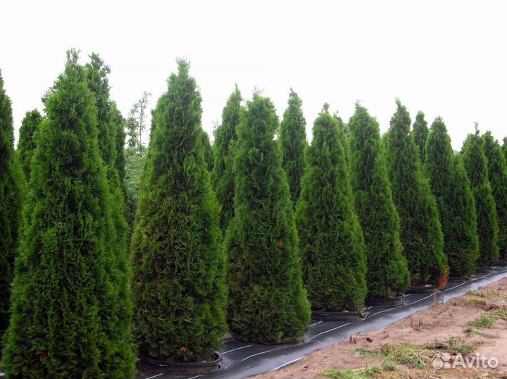 Туя западная